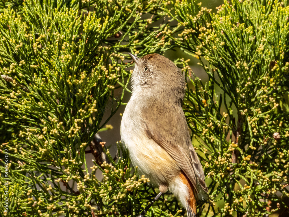 Obraz premium Chestnut-rumped Thornbill in Victoria, Australia