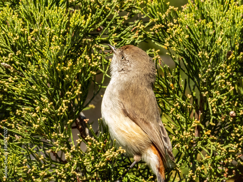 Chestnut-rumped Thornbill in Victoria, Australia photo