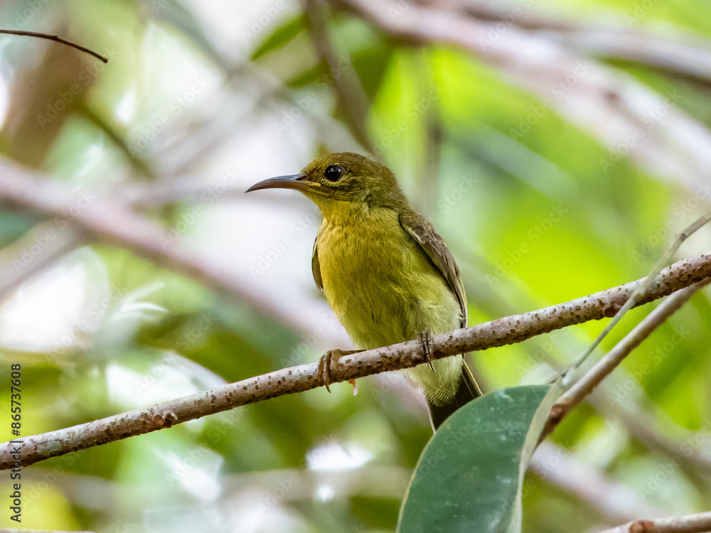 Female Crimson Sunbird in Borneo, Malaysia Female Crimson Sunbird in Borneo, Malaysia