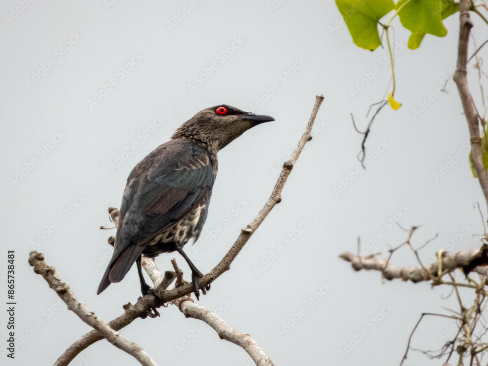 Asian Glossy Starling in Borneo, Malaysia Asian Glossy Starling in Borneo, Malaysia