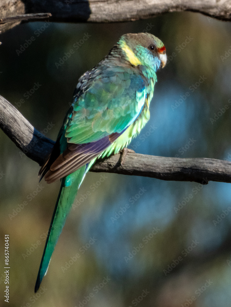 Mallee Ringneck Parrot in South Australia Mallee Ringneck Parrot in South Australia