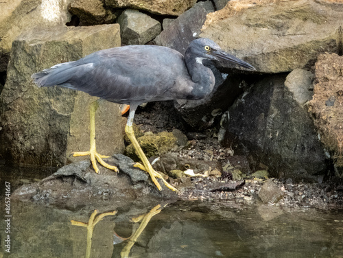 Pacific Reef-Heron in Borneo, Malaysia