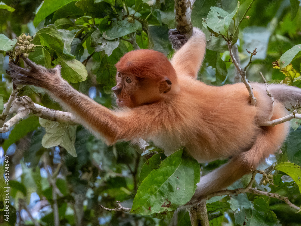 Wild Proboscis Monkey in Borneo, Malaysia Wild Proboscis Monkey in Borneo, Malaysia