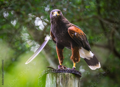 Harris Hawk demonstrating beautiful plumage at a raptor show in Georgia.