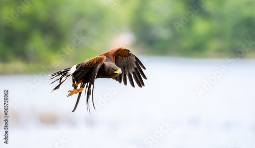 Fotografie Harris Hawk demonstrating beautiful plumage at a raptor show in Georgia