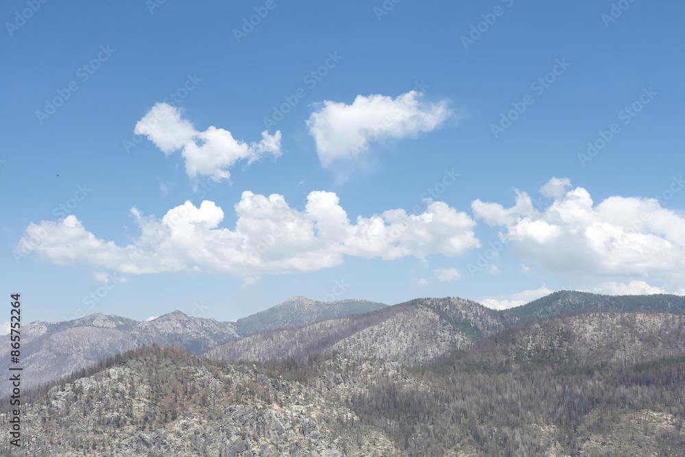 Mountain ridge line with Pine trees decimated by wildfire, Mountain and skyline with burned trees and new growth in background. Mountain ridge line with Pine trees decimated by wildfire, Mountain and skyline with burned trees and new growth in background.