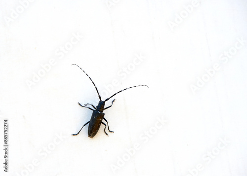 Принти на полотні Close up of a Monochamus scutellatus, commonly known as the white-spotted sawyer or spruce sawyer or spruce bug, a common wood-boring beetle