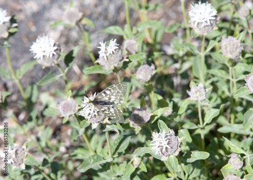 Close up on one Parnassius clodius, a white butterfly which is found in the United States and Canada. photo