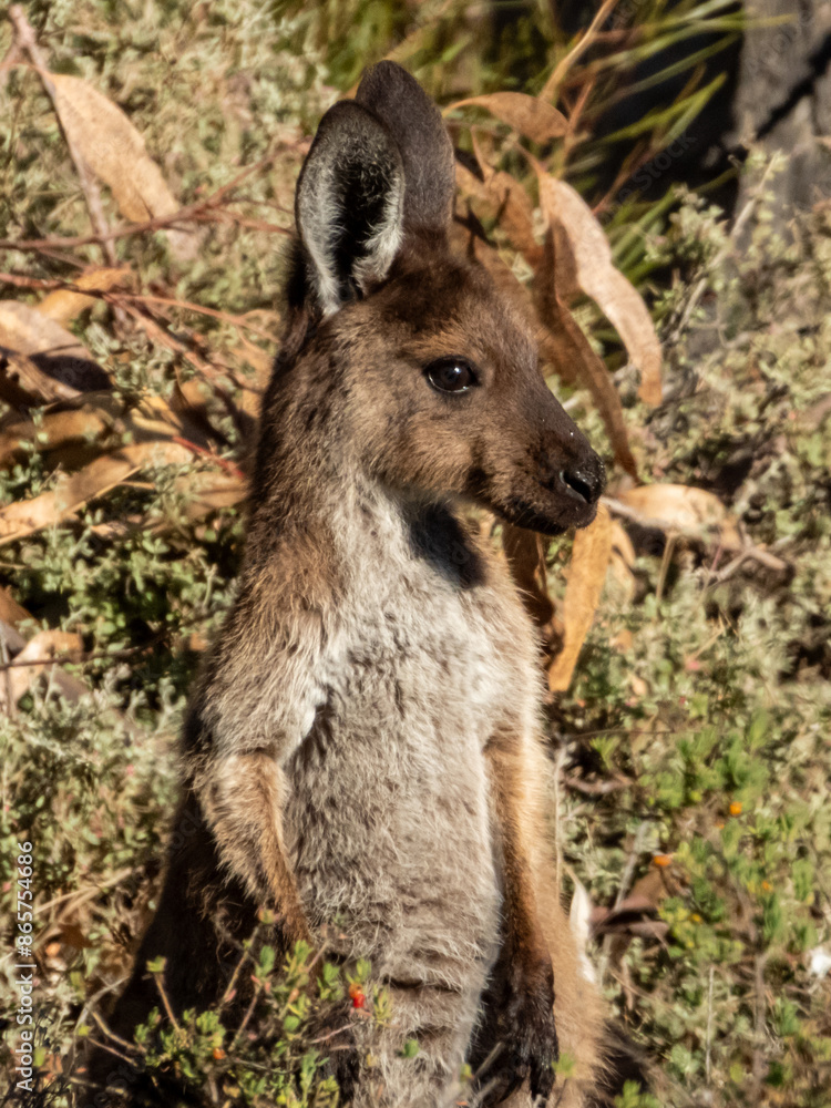 Fototapeta premium Western Grey Kangaroo in South Australia
