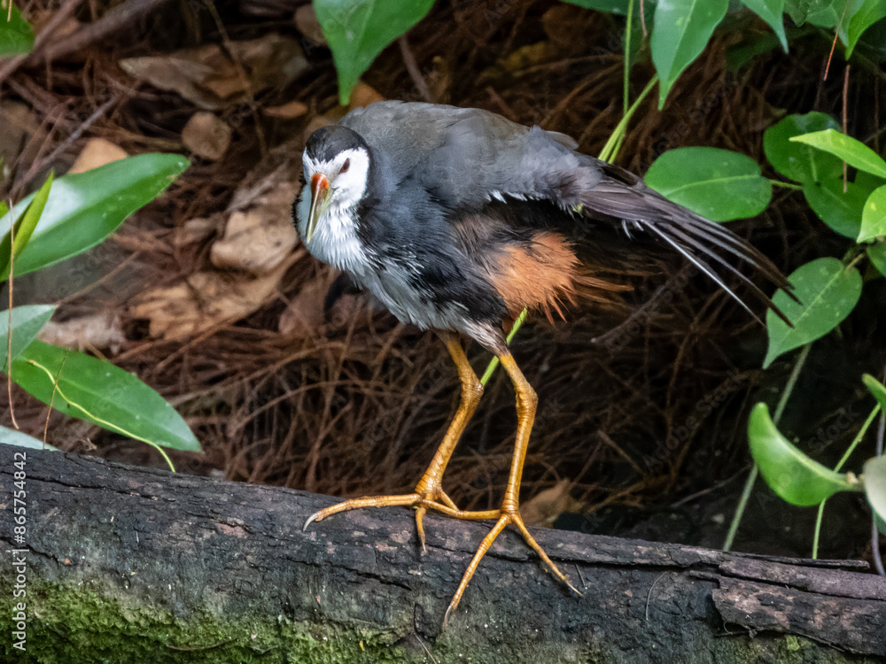 Obraz premium White-breasted Waterhen in Borneo, Malaysia