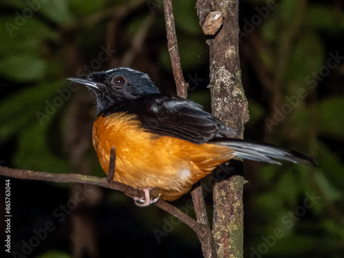 White-crowned Shama in Borneo, Malaysia photo