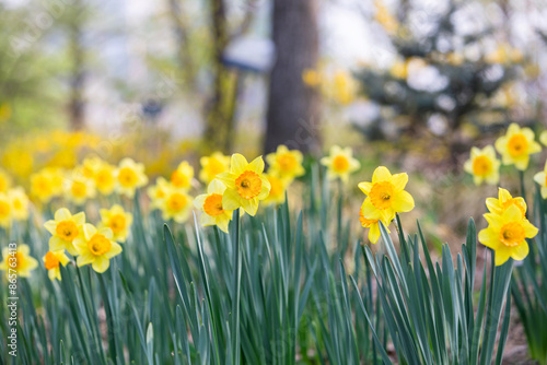 Beautiful daffodils bloom in the park © spacezerocom