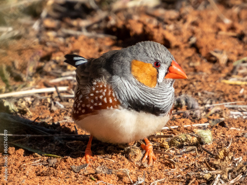 Zebra Finch in New South Wales Australia