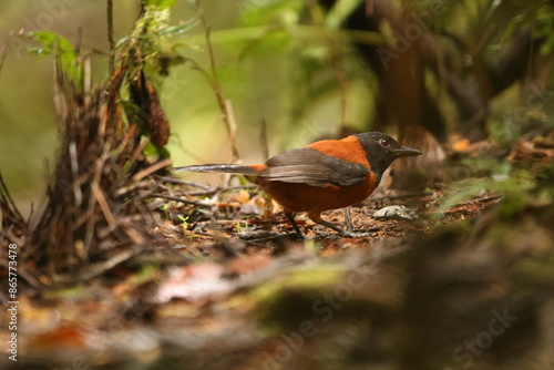 The hooded pitohui (Pitohui dichrous) is a species of bird in the genus Pitohui found in New Guinea. This photo was taken in Arfak mountain, west Papua, Indonesia. photo