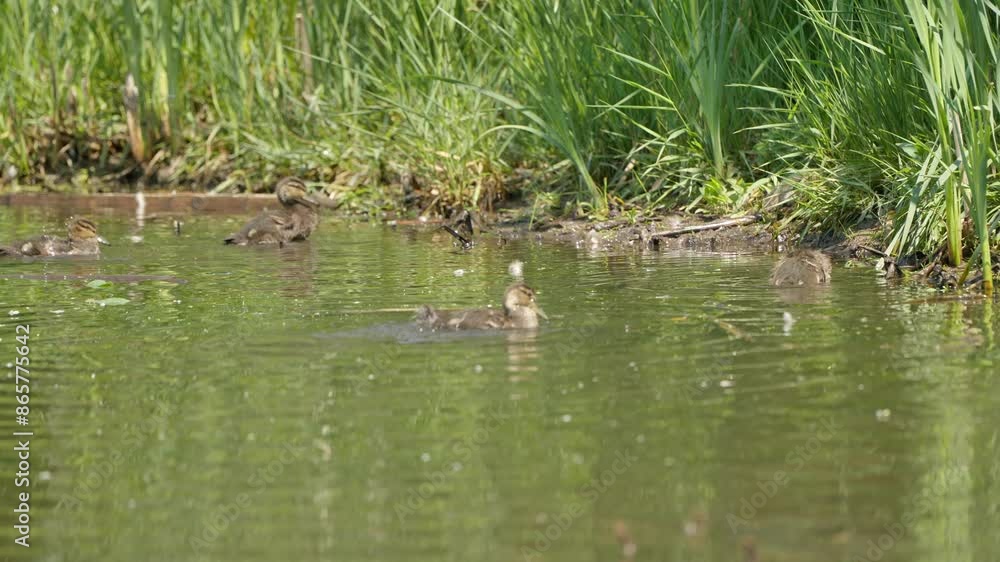 The little ducks in the pond The little ducks in the pond