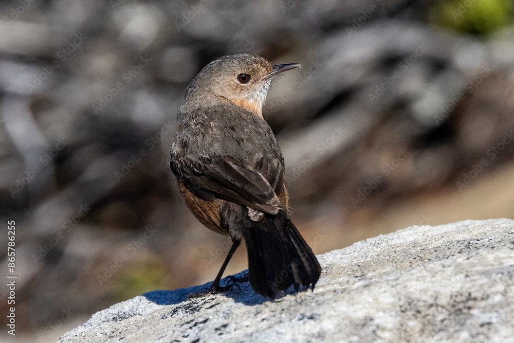 Rockwarbler bird is native to the Sydney Basin area Australia Rockwarbler bird is native to the Sydney Basin area Australia
