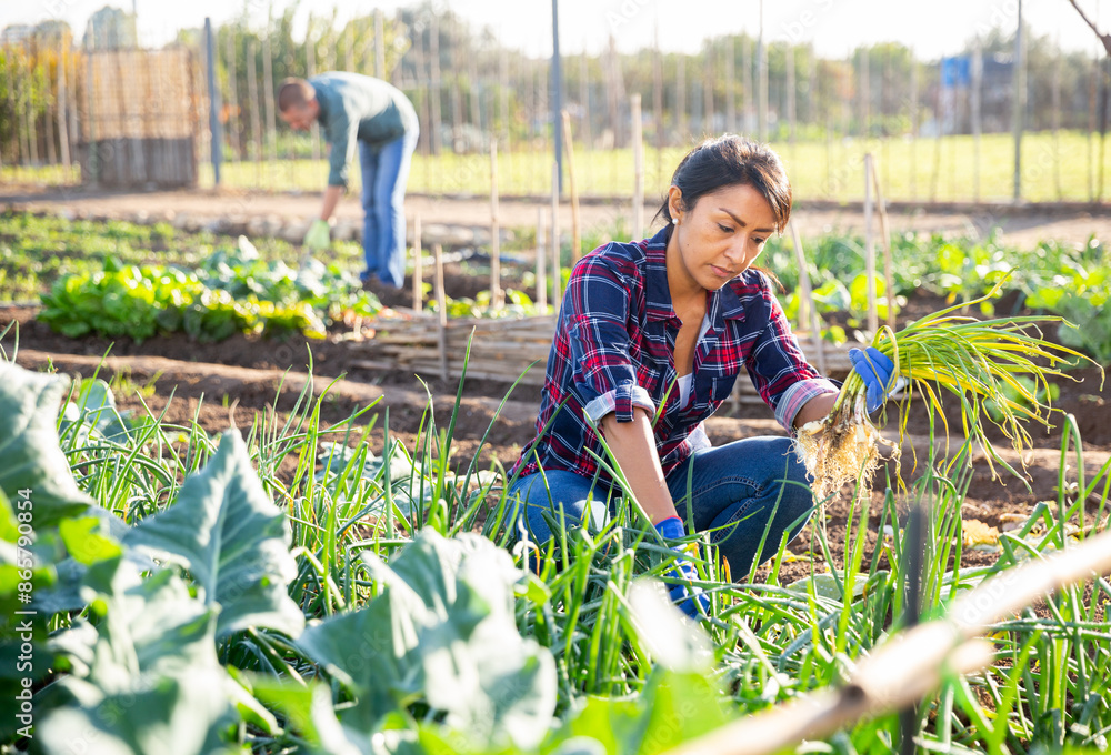 Φωτογραφία Latin american woman gathering crop of ripe scallions grown in her smallholding