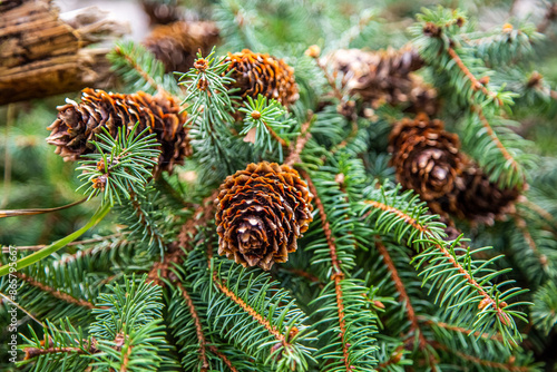 Spruce tree Picea abies with cones