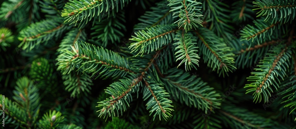 Background made of spruce tree branches with green spruce close-up and available empty space. Background made of spruce tree branches with green spruce close-up and available empty space.
