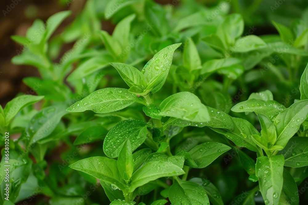 Tasty Satureja hortensis herbs for cooking Tasty Satureja hortensis herbs for cooking