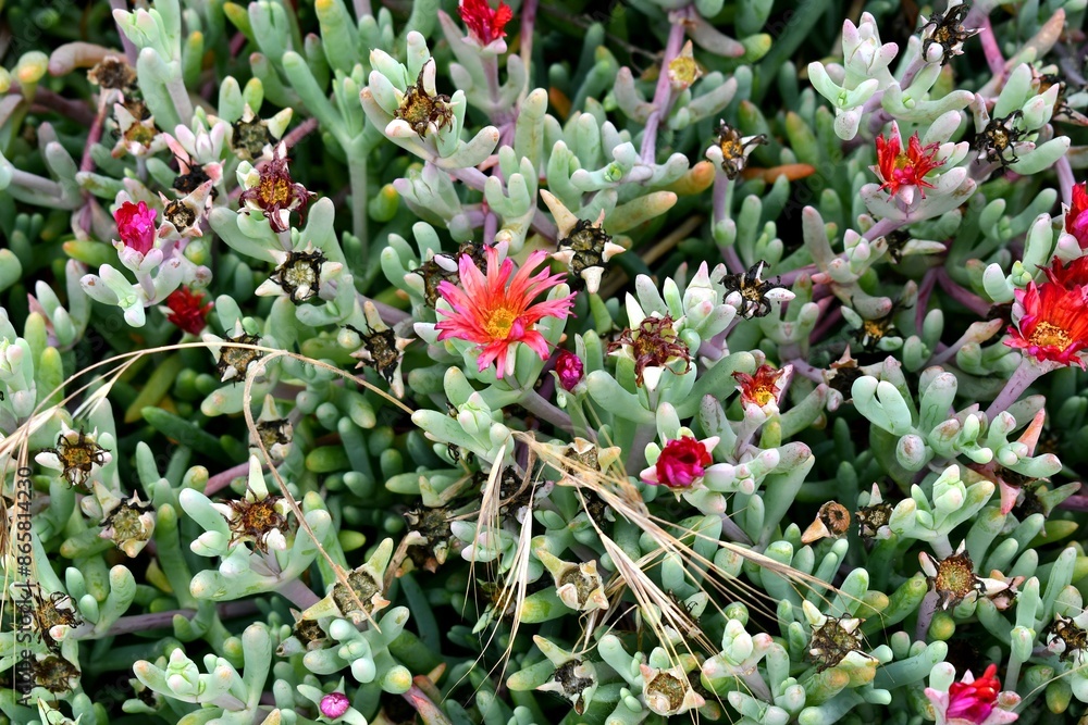 Obraz premium Succulents