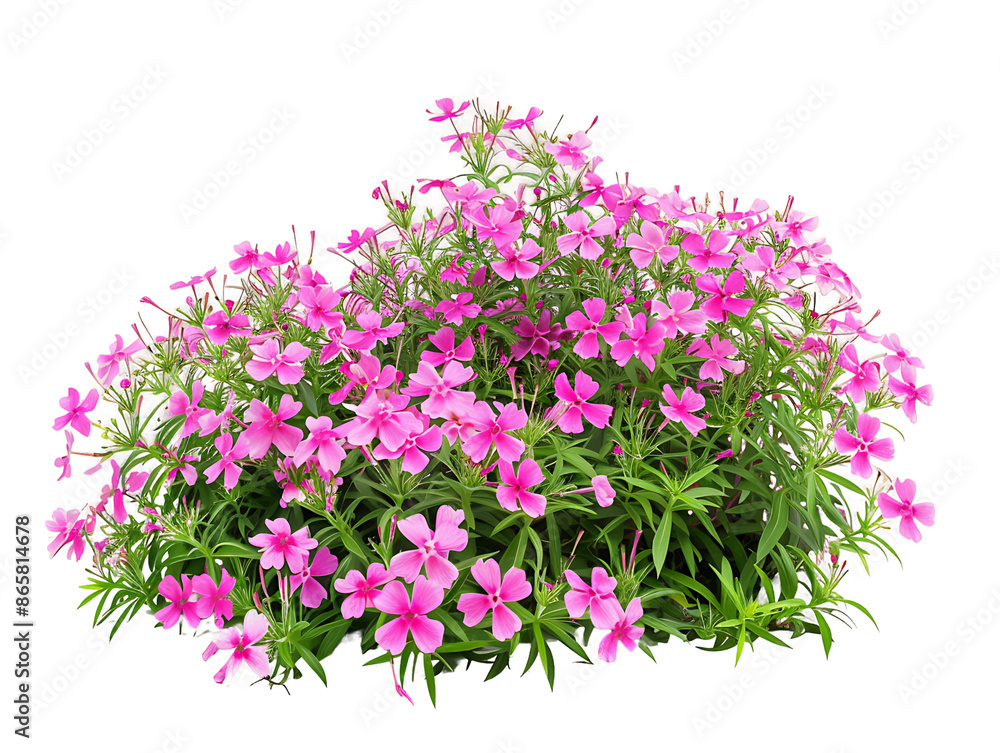 Phlox Subulata Bush Isolated on Transparent Background Phlox Subulata Bush Isolated on Transparent Background
