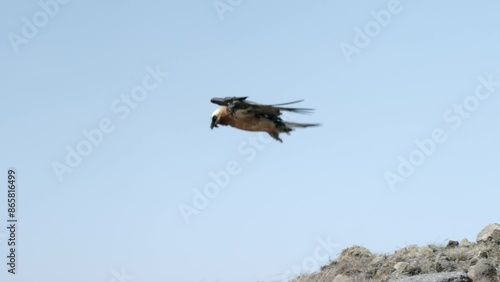Endangered Bearded Vulture Slowly Coasts to Landing on Rock.