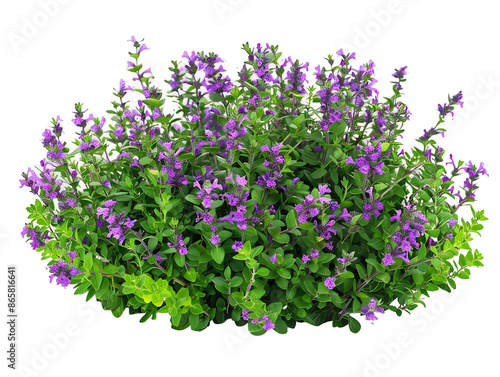 Teucrium Chamaedrys Bush on Transparent Cutout