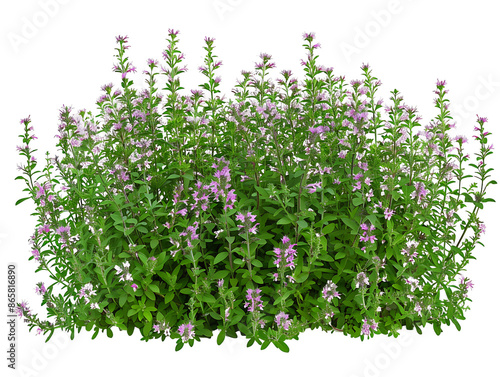 Teucrium Chamaedrys on Transparent Cutout photo