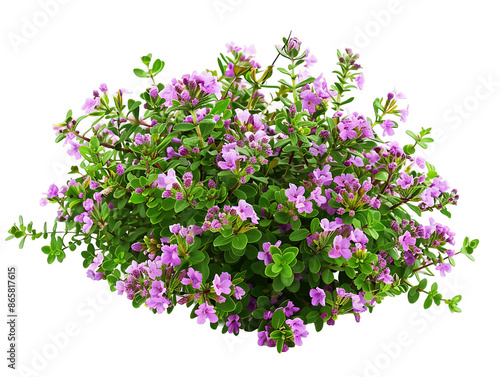 Thymus Serpyllum Bush Isolated on Clear Background © Novian