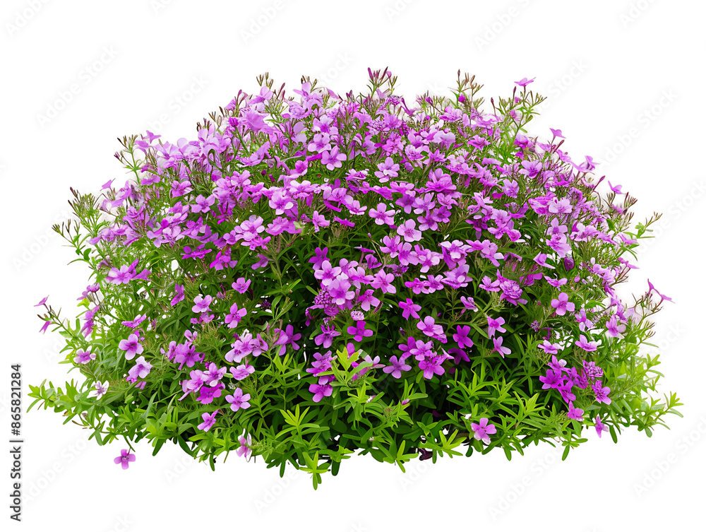 Obraz premium Phlox Subulata Bush on Transparent Background Cutout