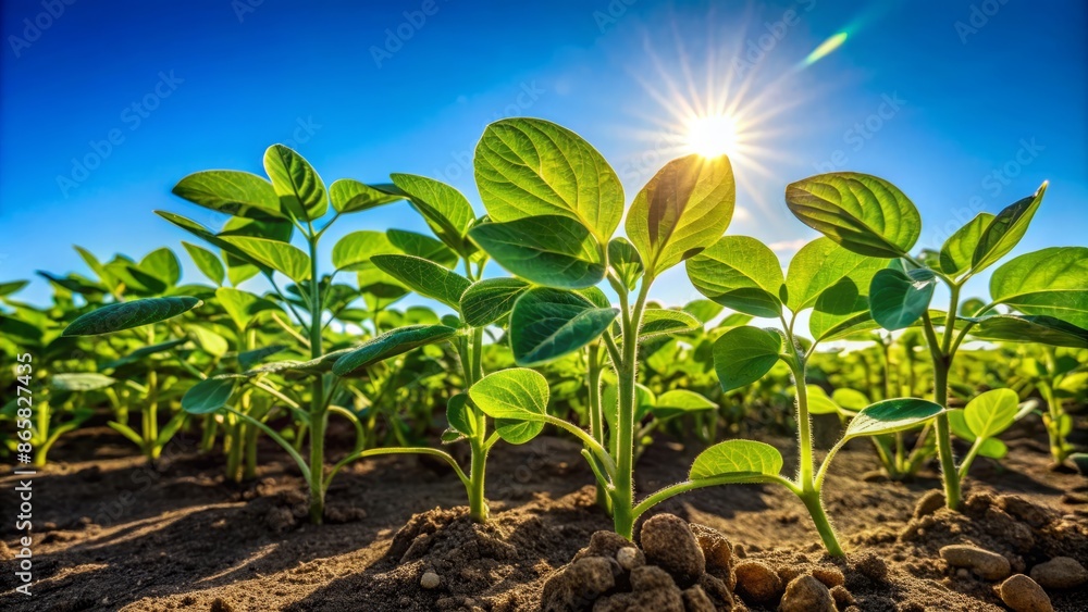 Close-up of lush green soybean seedlings in a well-maintained agricultural field under a clear blue sky with vivid sunlight. Close-up of lush green soybean seedlings in a well-maintained agricultural field under a clear blue sky with vivid sunlight.