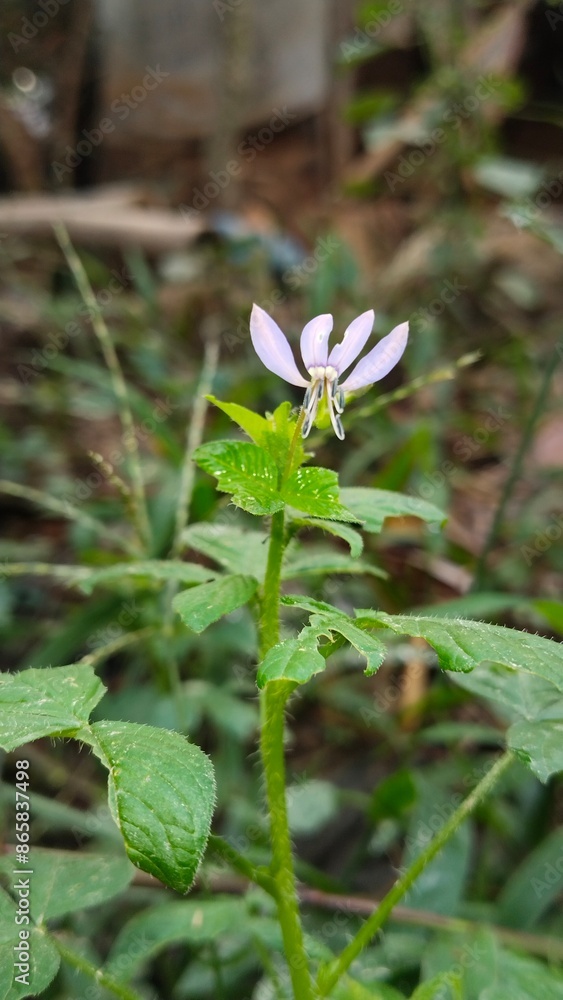 Maman lanang is a weed plant which is a member of the Cleomaceae family Maman lanang is a weed plant which is a member of the Cleomaceae family