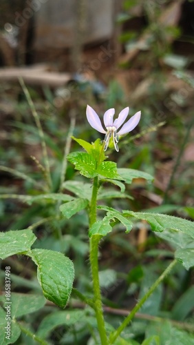 Maman lanang is a weed plant which is a member of the Cleomaceae family