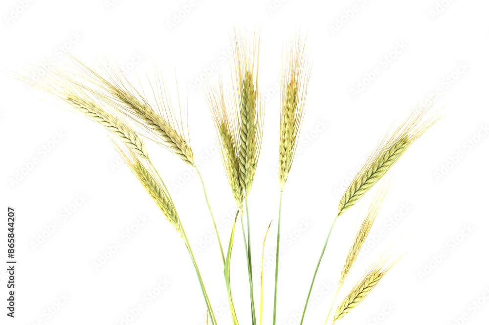 Rye stems isolated on white background with copy space Rye stems isolated on white background with copy space