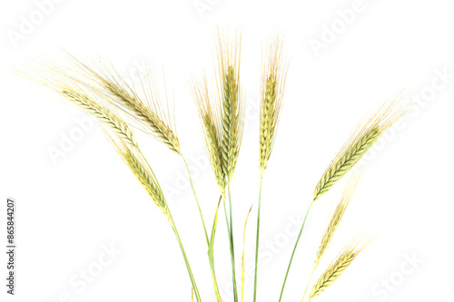 Rye stems isolated on white background with copy space