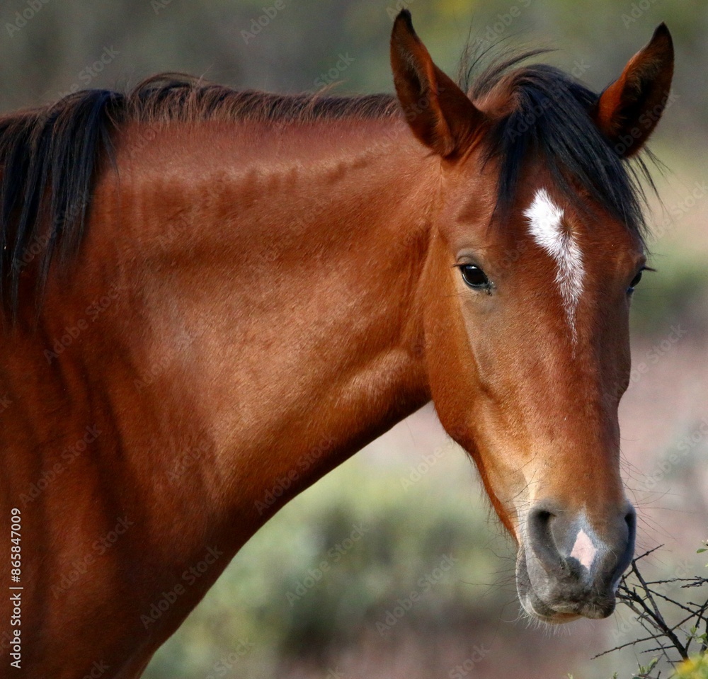 Naklejka premium Portrait of a Wild Horse 
