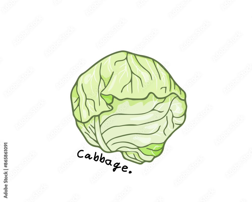 Cabbage vector on isolated white background, eating foods to keep you from being overweight, weight loss, healthy food, vegetarian, high fiber food for a healthy digestive system. Cabbage vector on isolated white background, eating foods to keep you from being overweight, weight loss, healthy food, vegetarian, high fiber food for a healthy digestive system.