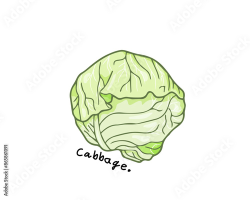 Cabbage vector on isolated white background, eating foods to keep you from being overweight, weight loss, healthy food, vegetarian, high fiber food for a healthy digestive system.