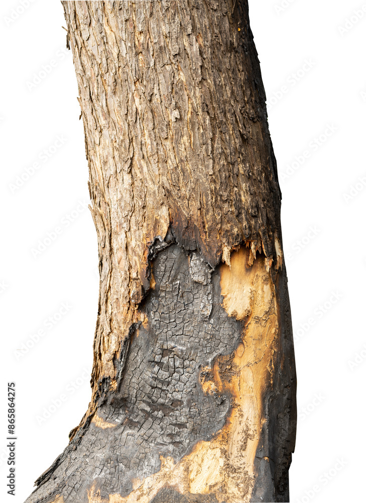 Fototapeta premium The tree trunk was half burned
