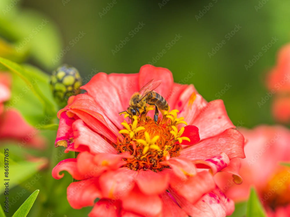 A bee collects nectar from Red marigolds flower in the garden in summer close-up. A bee collects nectar from Red marigolds flower in the garden in summer close-up.