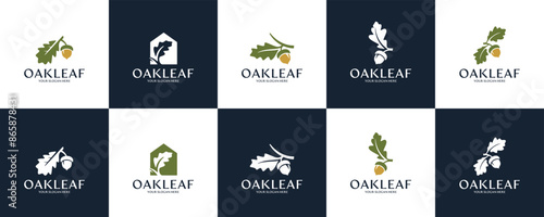 collection of creative logo oak leaves and acorns , squirrel , natural ecosystem , protection , logo design vector.