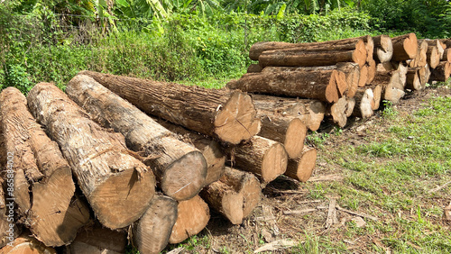 Real photos of logs, logs that haven't been trimmed on the outside. Stack them in an area filled with forest and grass.
