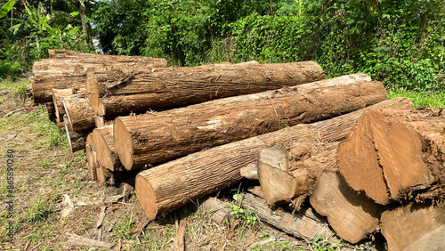Real photos of logs, logs that haven't been trimmed on the outside. Stack them in an area filled with forest and grass.
