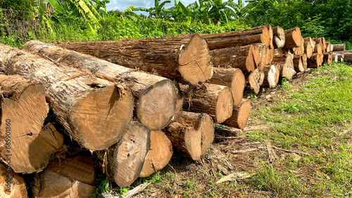 Real photos of logs, logs that haven't been trimmed on the outside. Stack them in an area filled with forest and grass.
