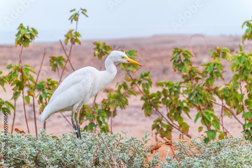 Foto Western cattle egret (Bubulcus ibis) in winter plumage hunting for insects