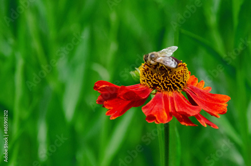 Wetern Honey Bee Apis mellifera on helenium flower photo