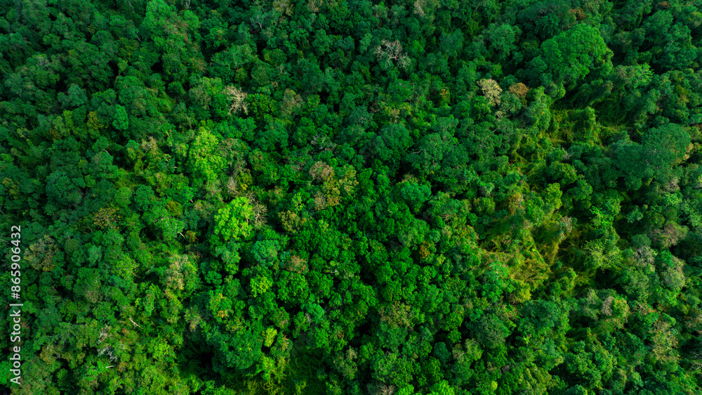 aerial view of dark green forest Abundant natural ecosystems of rainforest. Concept of nature forest preservation and reforestation aerial view of dark green forest Abundant natural ecosystems of rainforest. Concept of nature forest preservation and reforestation