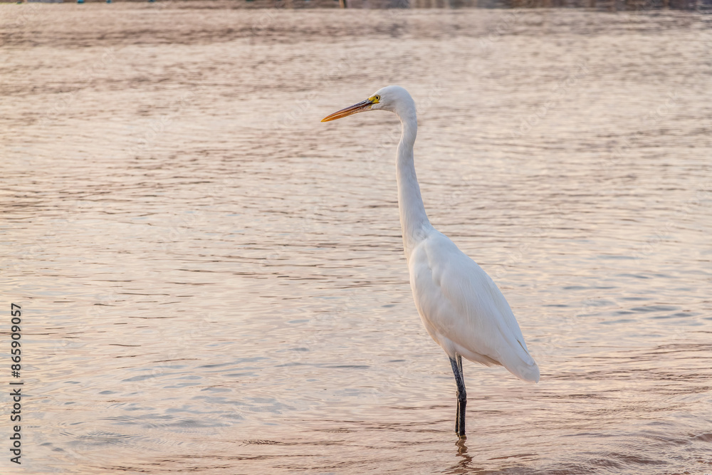 Great egret (Ardea alba), a medium-sized white heron fishing on the sea beach Great egret (Ardea alba), a medium-sized white heron fishing on the sea beach