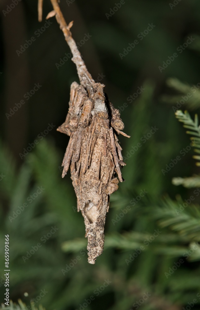 Fototapeta premium Bagworm cocoon Thyridopteryx ephemeraeformis insect nature Springtime pest control.